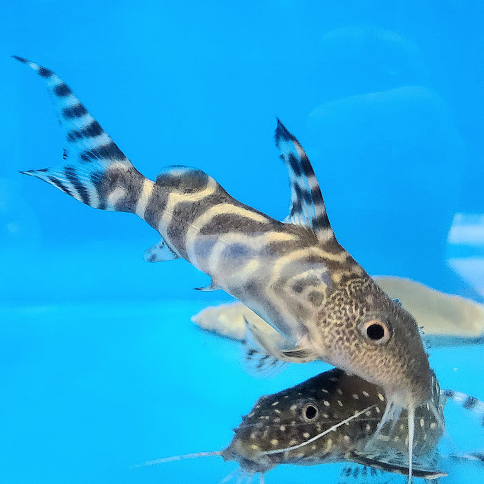Decorus Angelicus Hybrid Synodontis Catfish (Synodontis decorus)