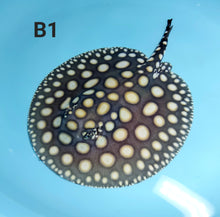 Load image into Gallery viewer, Black Diamond Stingray (Potamotrygon leopoldi)
