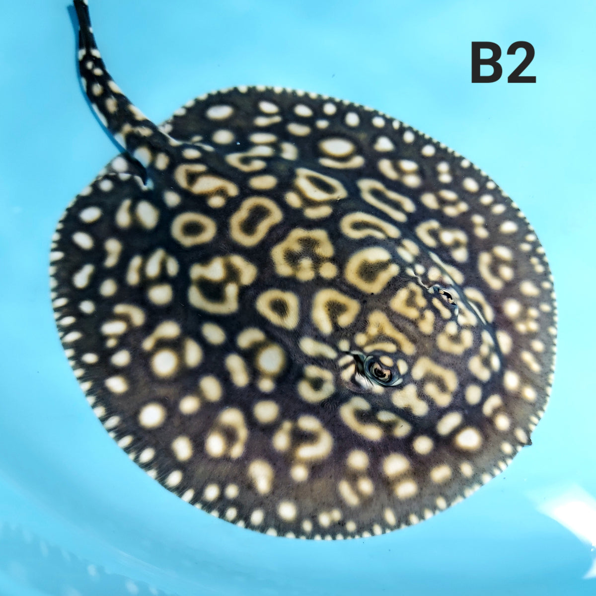 Black Diamond Super Hybrid Stingray (Potamotrygon leopoldi sp