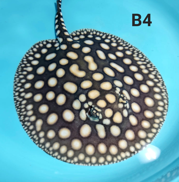 Black Diamond Stingray (Potamotrygon leopoldi)