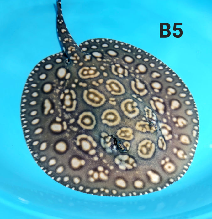 Henlei Stingray (Potamotrygon henlei)