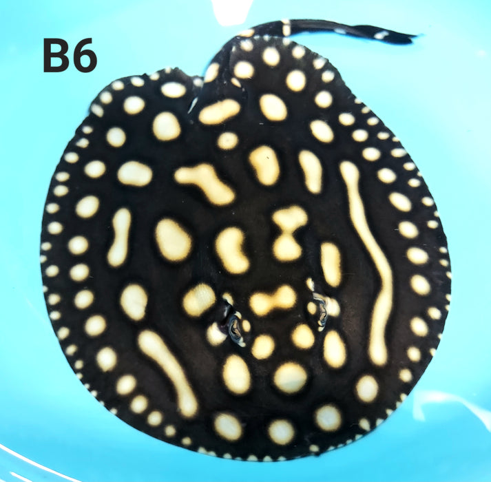 Black Diamond Stingray (Potamotrygon leopoldi)