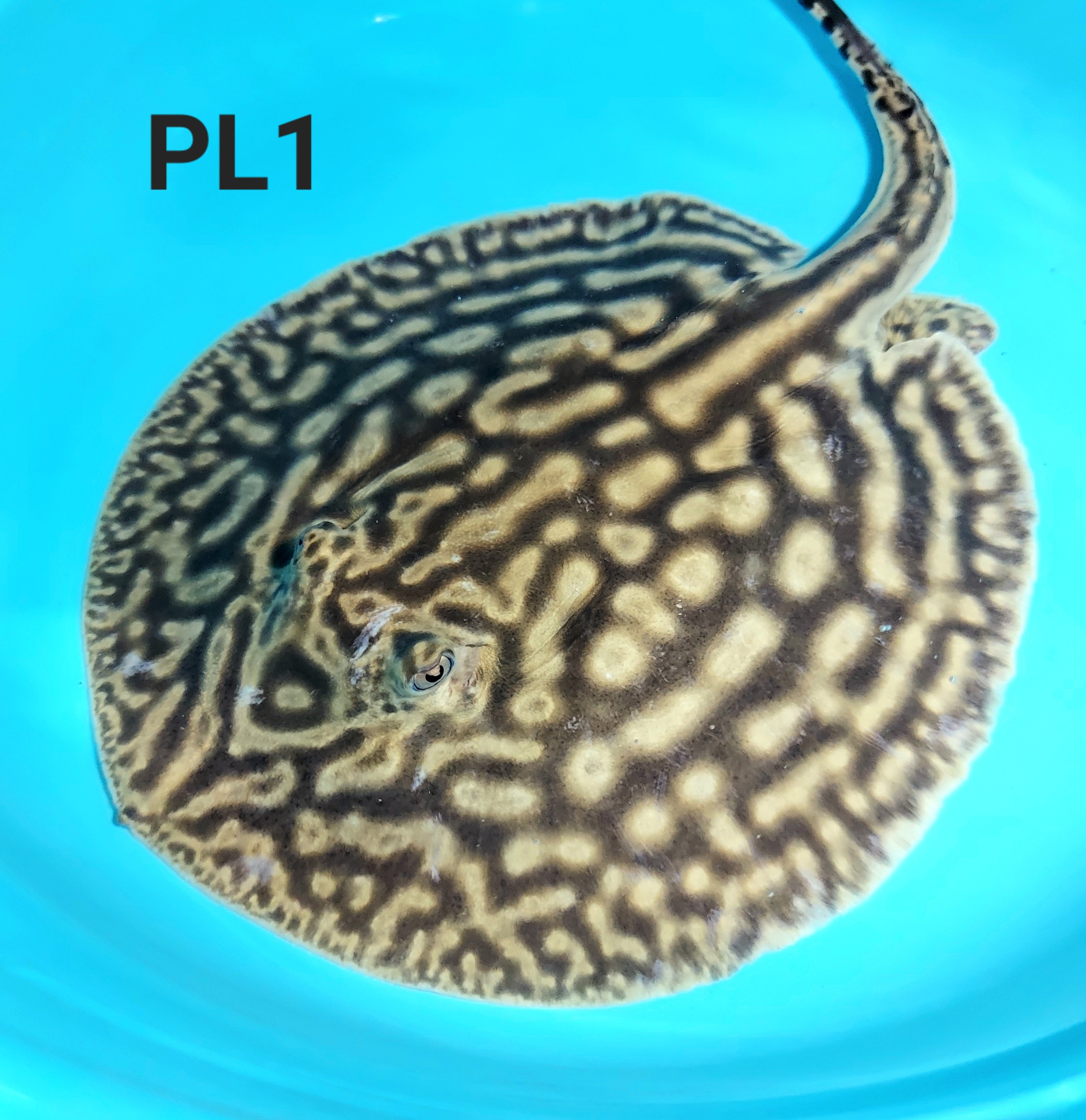 Line Pearl Leucistic Key Freshwater Stingray (Potamotrygon jabuti)