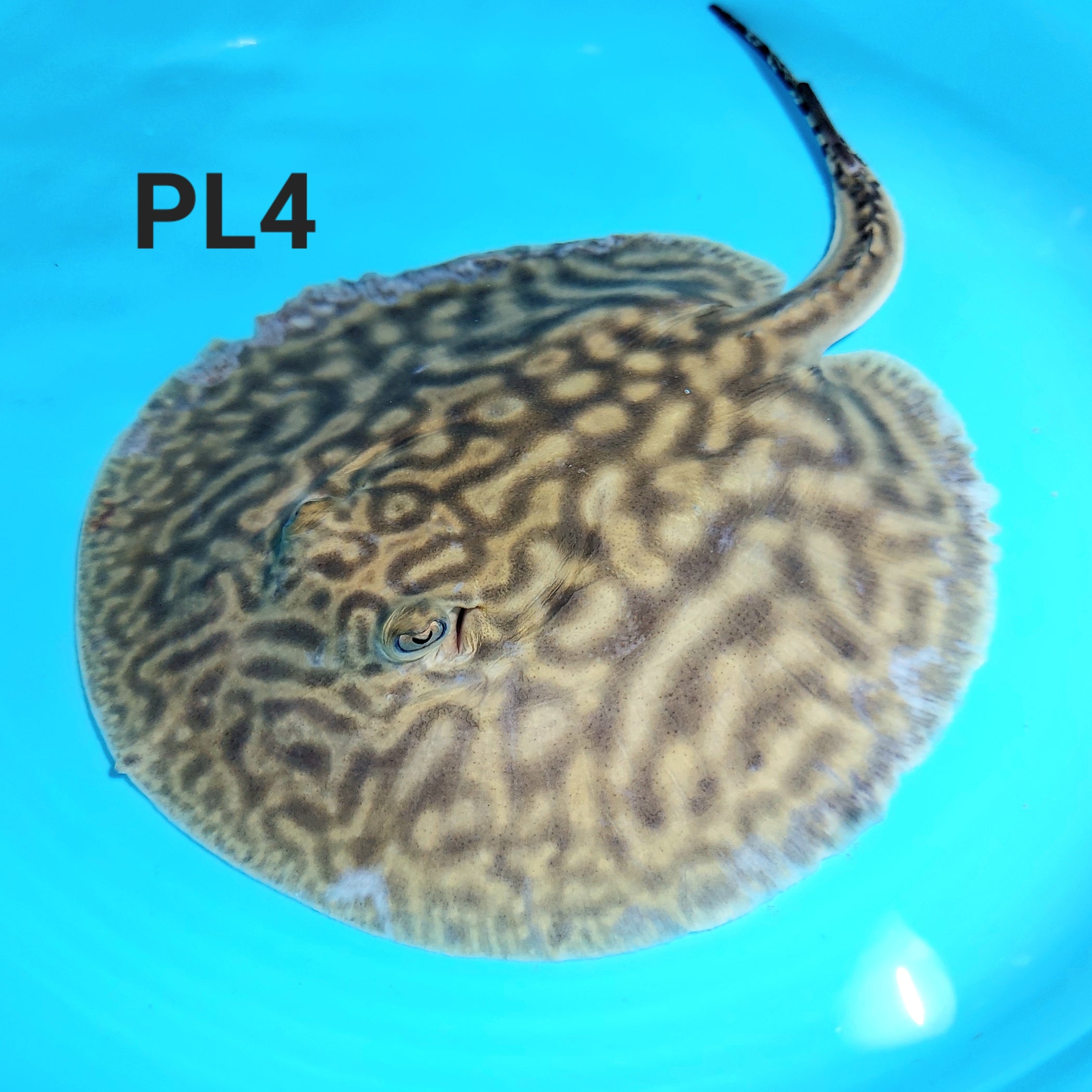Line Pearl Leucistic Key Freshwater Stingray (Potamotrygon jabuti ...