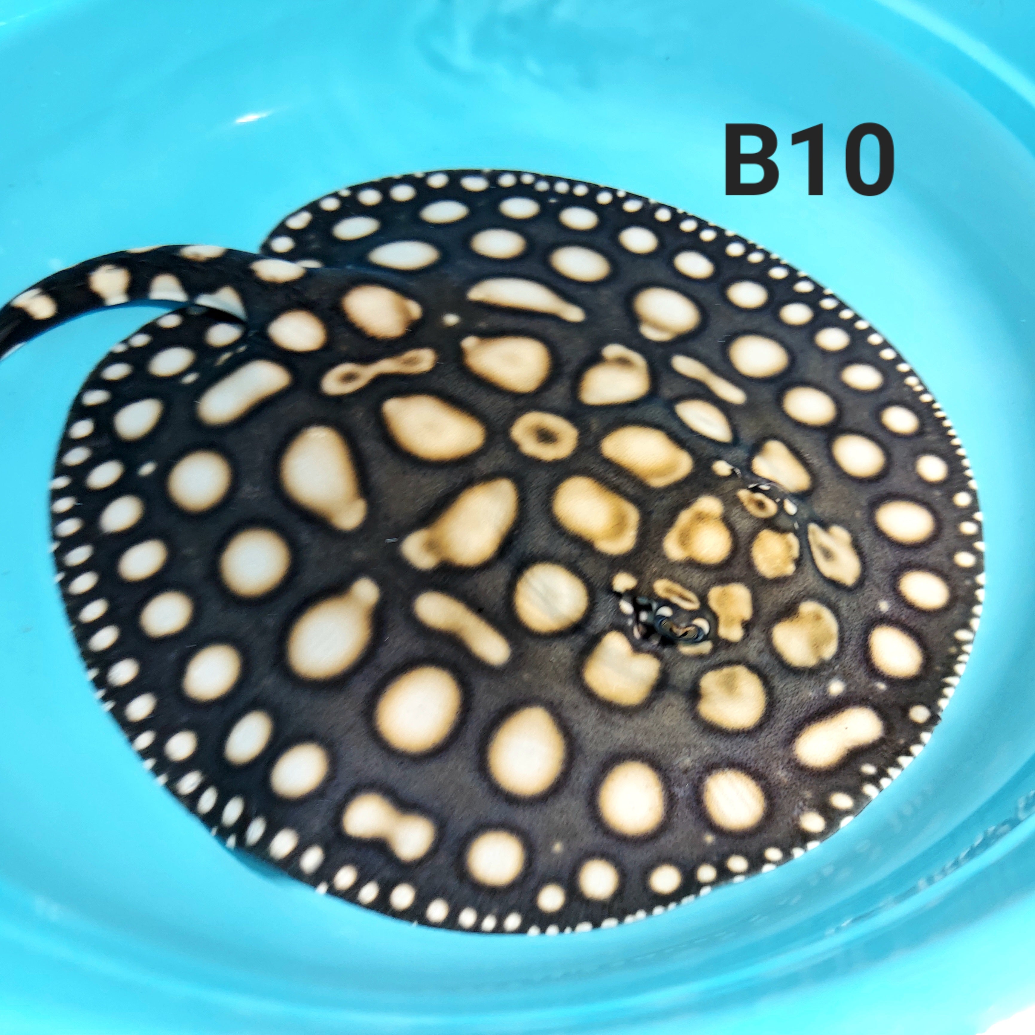 Super White / Super White Cross Big Spot Black Diamond Hybrid Stingray (Potamotrygon leopoldi sp)