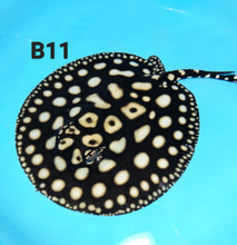 Load image into Gallery viewer, Eclipse Black Diamond Stingray (Potamotrygon leopoldi)
