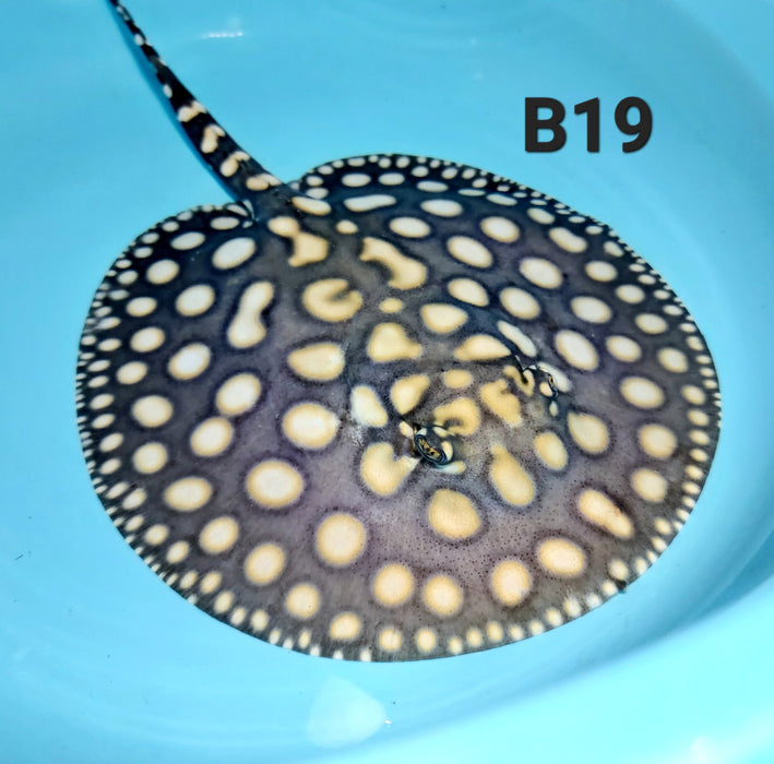 Black Diamond Stingray (Potamotrygon leopoldi)