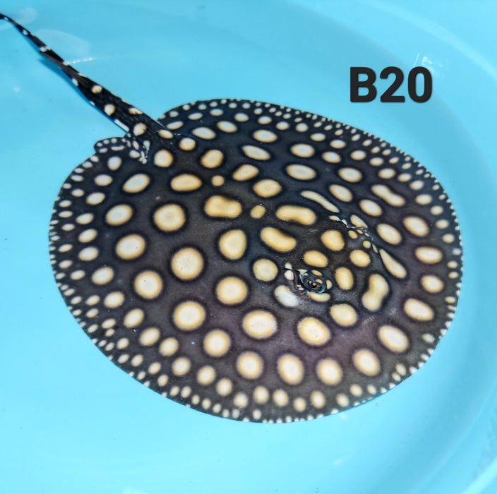 Black Diamond Stingray (Potamotrygon leopoldi)