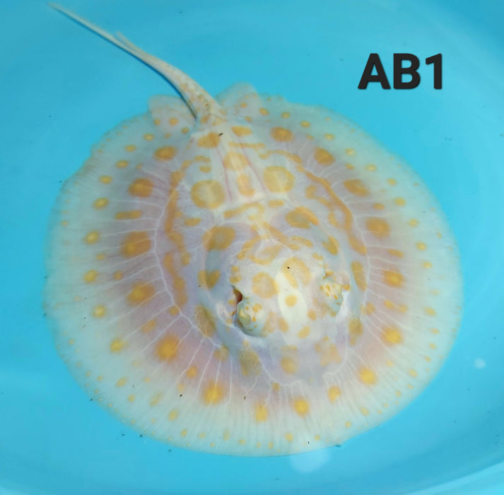 Albino Black Diamond Stingray (Potamotrygon leopoldi)