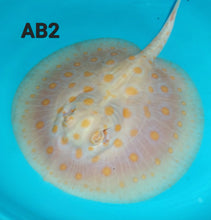 Load image into Gallery viewer, Albino Black Diamond Stingray (Potamotrygon leopoldi)
