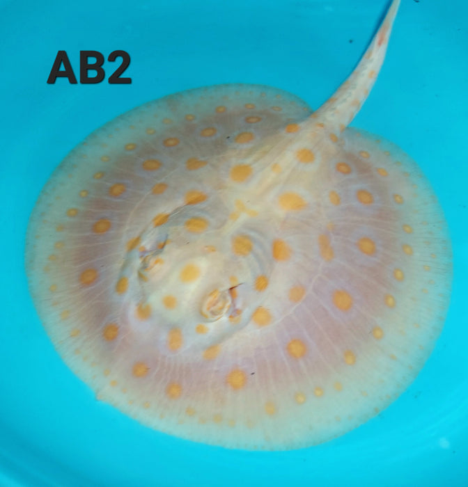 Albino Black Diamond Stingray (Potamotrygon leopoldi)