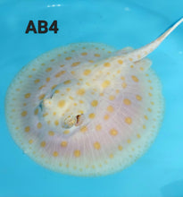 Load image into Gallery viewer, Albino Black Diamond Stingray (Potamotrygon leopoldi)
