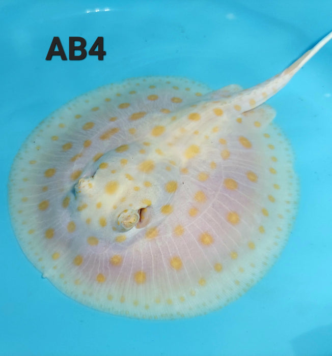 Albino Black Diamond Stingray (Potamotrygon leopoldi)
