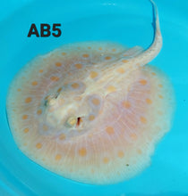 Load image into Gallery viewer, Albino Black Diamond Stingray (Potamotrygon leopoldi)
