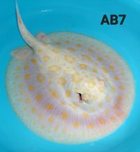 Load image into Gallery viewer, Albino Black Diamond Stingray (Potamotrygon leopoldi)
