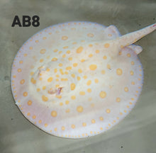 Load image into Gallery viewer, Albino Black Diamond Stingray (Potamotrygon leopoldi)
