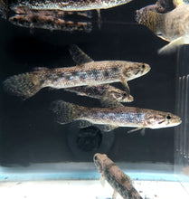 Load image into Gallery viewer, Blue / Green Wolf Fish (Hoplias lacerdae)
