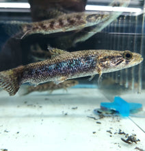 Load image into Gallery viewer, Blue / Green Wolf Fish (Hoplias lacerdae)
