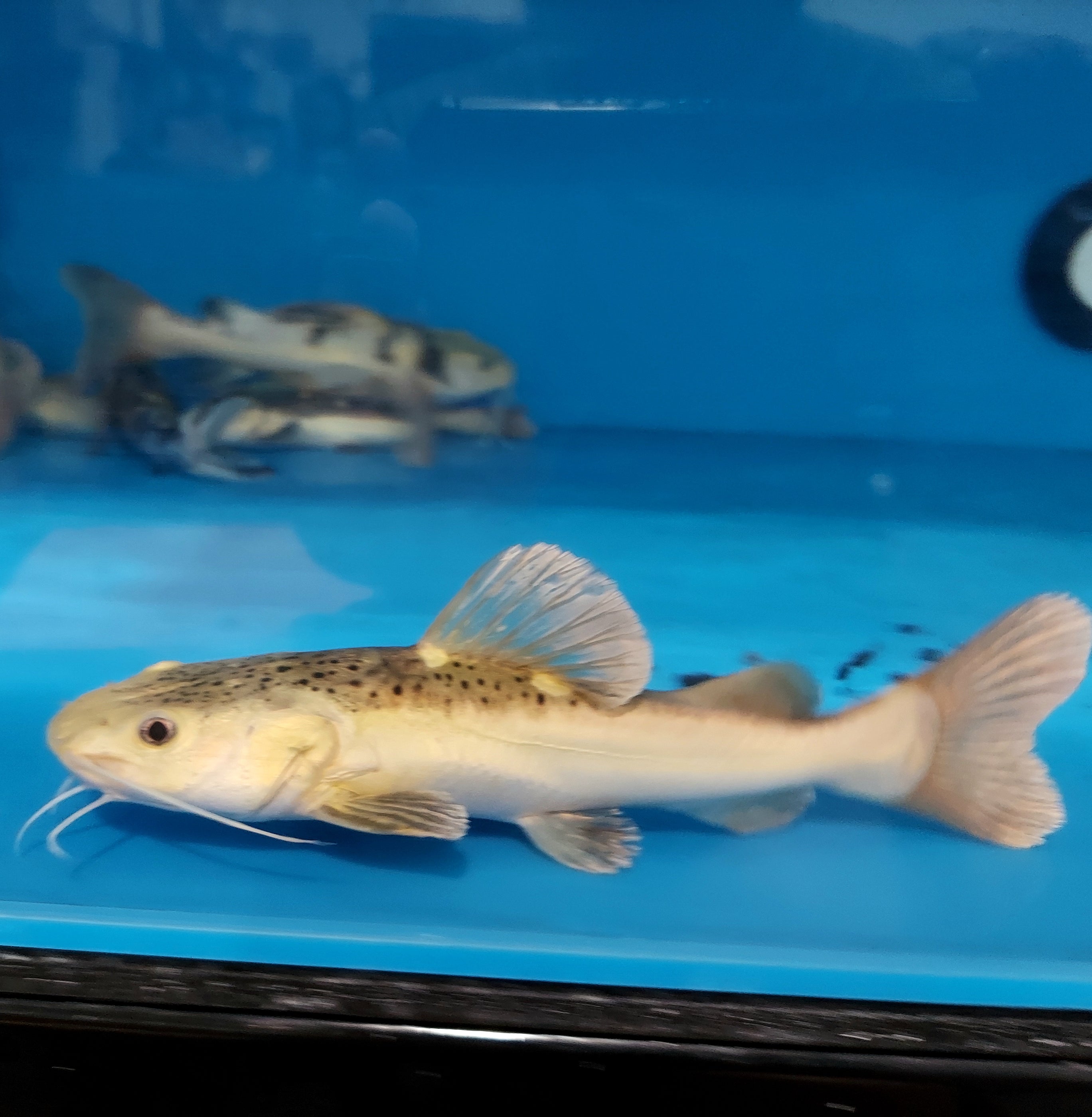 Platinum Redtail Catfish (Phractocephalus hemioliopterus) — Predatory Fins