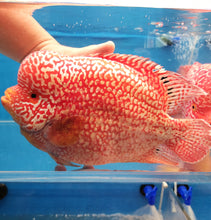 Load image into Gallery viewer, Red Diamond Phoenix Mammon Cichlid (Cichlasoma sp)
