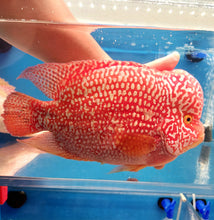 Load image into Gallery viewer, Red Diamond Phoenix Mammon Cichlid (Cichlasoma sp)
