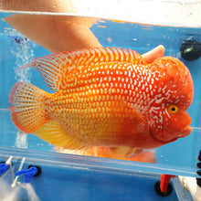 Load image into Gallery viewer, Red Diamond Phoenix Mammon Cichlid (Cichlasoma sp)
