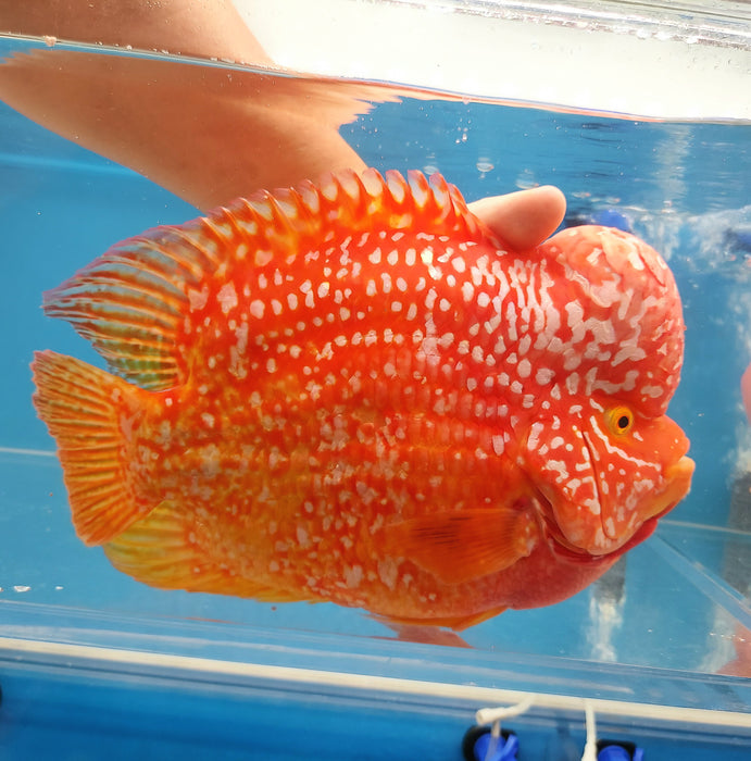 Red Diamond Phoenix Mammon Cichlid (Cichlasoma sp)