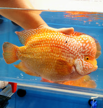 Load image into Gallery viewer, Red Diamond Phoenix Mammon Cichlid (Cichlasoma sp)
