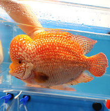 Load image into Gallery viewer, Red Diamond Phoenix Mammon Cichlid (Cichlasoma sp)
