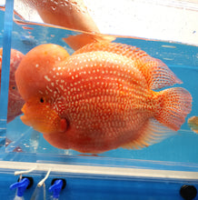Load image into Gallery viewer, Red Diamond Phoenix Mammon Cichlid (Cichlasoma sp)
