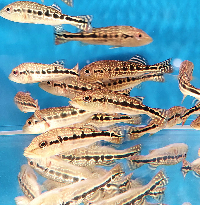 Cobra Snakeskin Peacock Bass (Cichla sp)