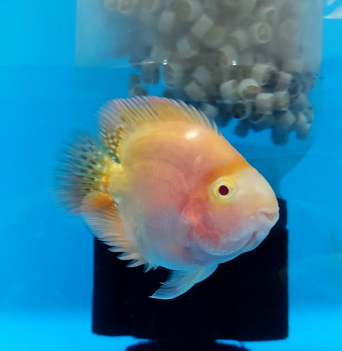 Albino Red Parrot Cichlid (Cichlasoma sp)