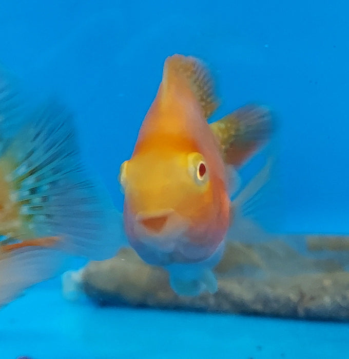 Albino Red Parrot Cichlid (Cichlasoma sp)