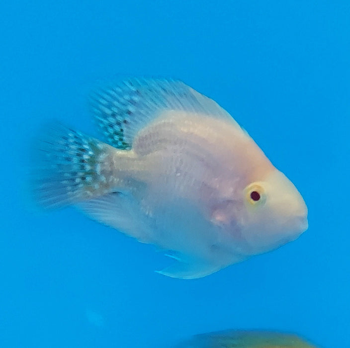 Albino Red Parrot Cichlid (Cichlasoma sp)