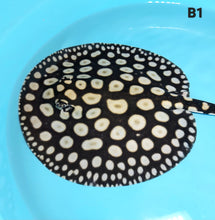Load image into Gallery viewer, Super Spot Black Diamond Stingray (Potamotrygon leopoldi)
