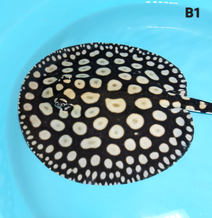 Super Spot Black Diamond Stingray (Potamotrygon leopoldi)