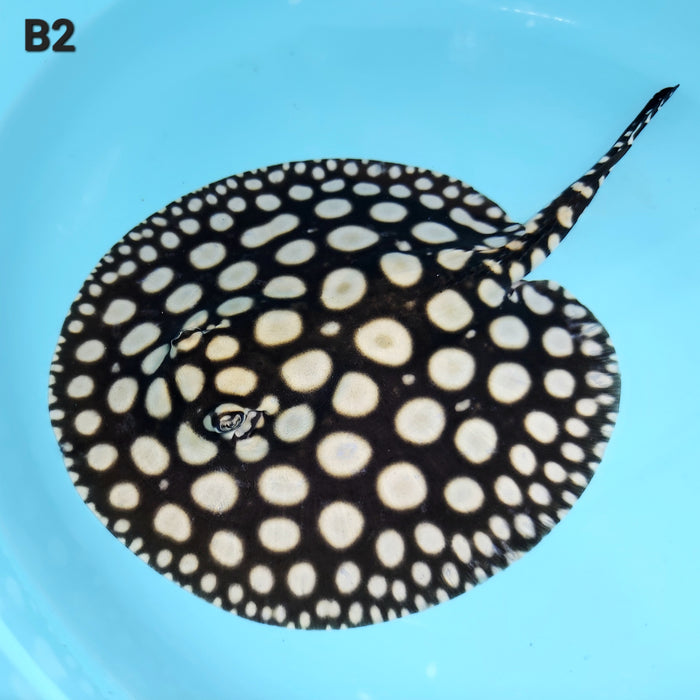 Super Spot Black Diamond Stingray (Potamotrygon leopoldi)