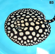 Load image into Gallery viewer, Super Spot Black Diamond Stingray (Potamotrygon leopoldi)

