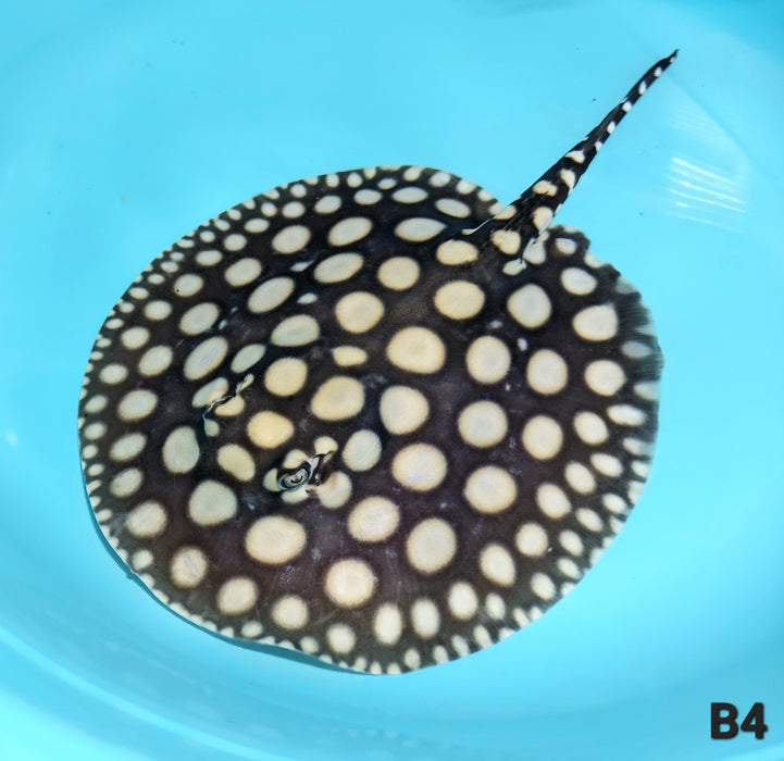 Super Spot Black Diamond Stingray (Potamotrygon leopoldi)