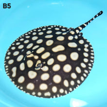Load image into Gallery viewer, Super Spot Black Diamond Stingray (Potamotrygon leopoldi)
