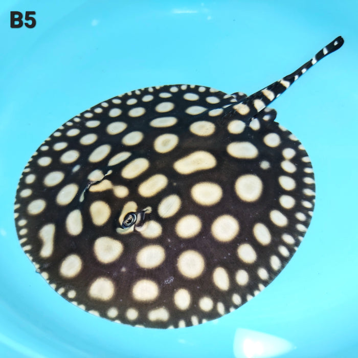 Super Spot Black Diamond Stingray (Potamotrygon leopoldi)