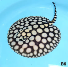 Load image into Gallery viewer, Super Spot Black Diamond Stingray (Potamotrygon leopoldi)
