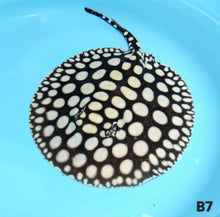 Load image into Gallery viewer, Super Spot Black Diamond Stingray (Potamotrygon leopoldi)
