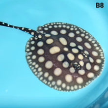 Load image into Gallery viewer, Super Spot Black Diamond Stingray (Potamotrygon leopoldi)
