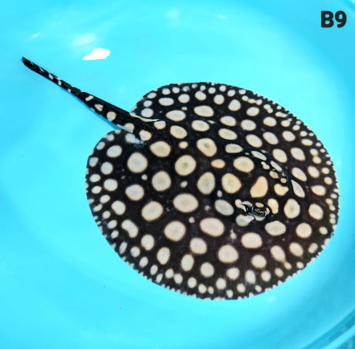 Super Spot Black Diamond Stingray (Potamotrygon leopoldi)