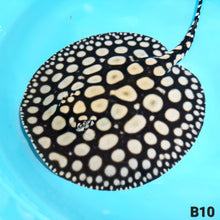 Load image into Gallery viewer, Super Spot Black Diamond Stingray (Potamotrygon leopoldi)
