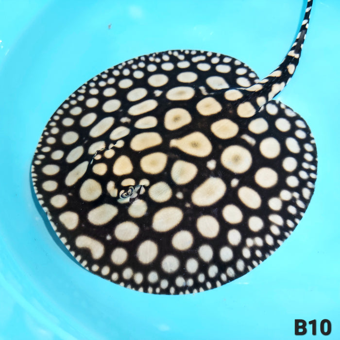 Super Spot Black Diamond Stingray (Potamotrygon leopoldi)
