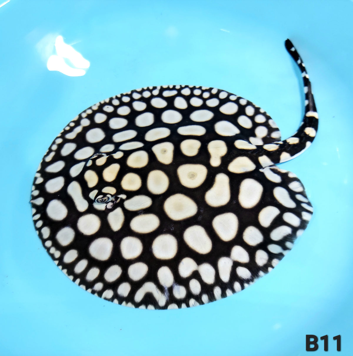 Super Spot Black Diamond Stingray (Potamotrygon leopoldi