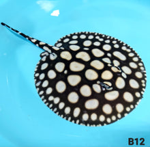 Load image into Gallery viewer, Super Spot Black Diamond Stingray (Potamotrygon leopoldi)
