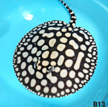 Load image into Gallery viewer, Super Spot Black Diamond Stingray (Potamotrygon leopoldi)
